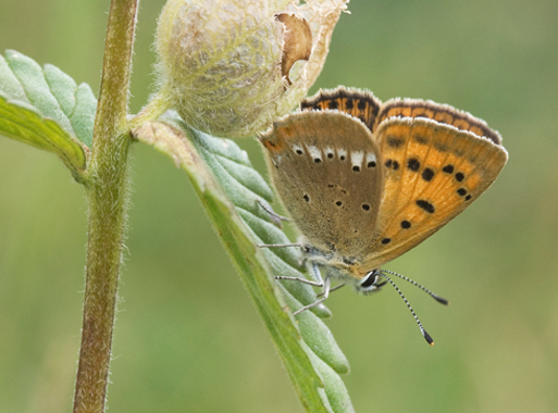 Lycaena virgaureae